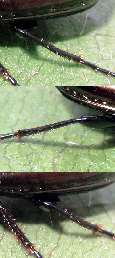 Carabidae:  Amara sp.